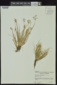 Fimbristylis annua image