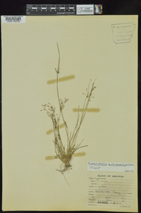 Fimbristylis annua image