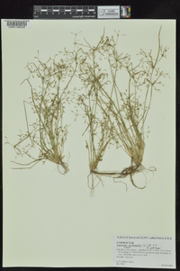 Fimbristylis annua image