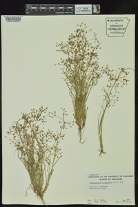 Fimbristylis annua image