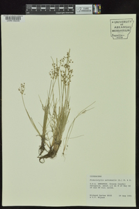 Fimbristylis annua image