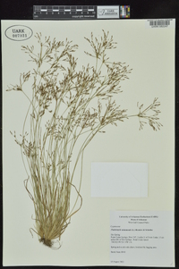 Fimbristylis annua image