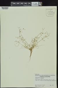 Fimbristylis annua image