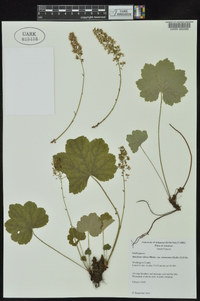 Heuchera villosa image