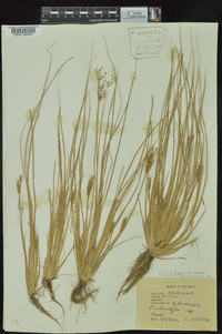 Fimbristylis miliacea image