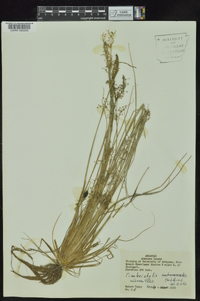 Fimbristylis miliacea image