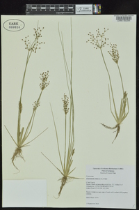 Fimbristylis miliacea image