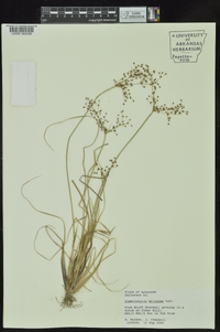 Fimbristylis miliacea image