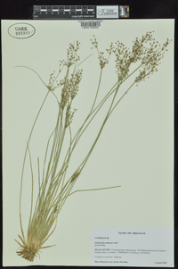 Fimbristylis miliacea image