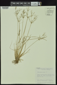 Fimbristylis miliacea image