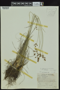 Fimbristylis puberula var. puberula image