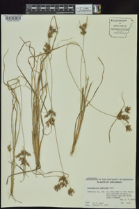 Fimbristylis tomentosa image