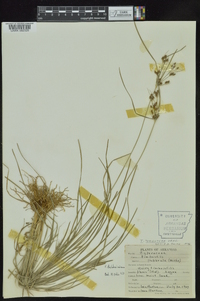 Fimbristylis tomentosa image