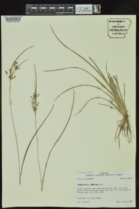 Fimbristylis tomentosa image