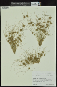 Fimbristylis vahlii image