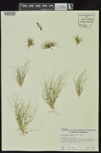 Fimbristylis vahlii image