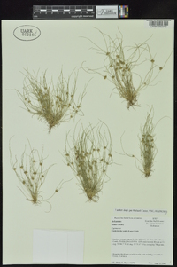 Fimbristylis vahlii image