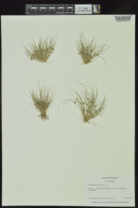 Fimbristylis vahlii image