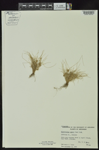 Fimbristylis vahlii image