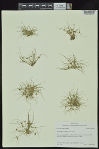 Fimbristylis vahlii image