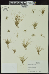 Fimbristylis vahlii image