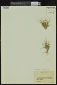 Fimbristylis vahlii image