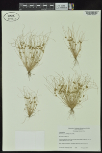 Fimbristylis vahlii image