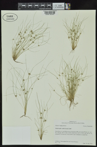 Fimbristylis vahlii image