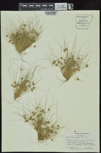 Fimbristylis vahlii image