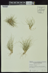 Fimbristylis vahlii image