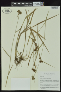 Fuirena breviseta image