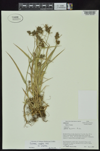 Fuirena simplex var. simplex image