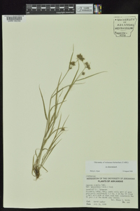 Fuirena simplex var. aristulata image