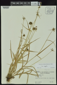 Fuirena simplex var. simplex image