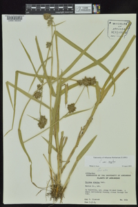 Fuirena simplex var. simplex image