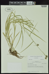 Fuirena simplex var. simplex image