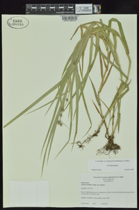 Fuirena simplex var. simplex image