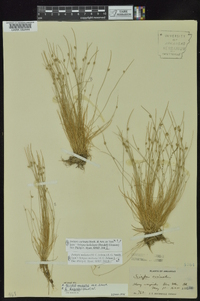 Isolepis carinata image