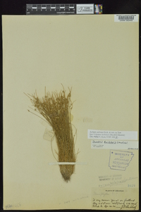 Isolepis carinata image