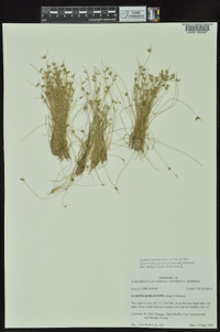 Isolepis carinata image