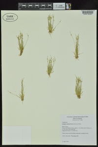 Isolepis carinata image