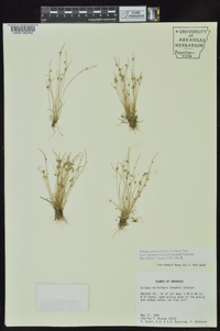 Isolepis carinata image