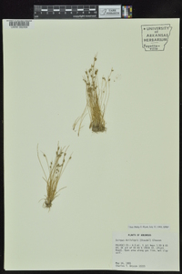 Isolepis carinata image