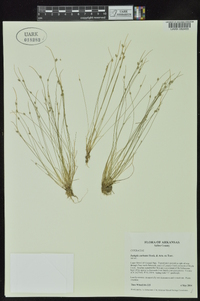 Isolepis carinata image