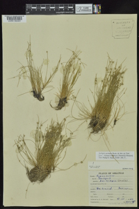 Isolepis carinata image