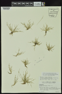 Isolepis carinata image