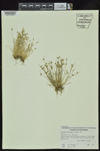 Isolepis carinata image