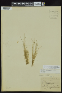 Isolepis carinata image