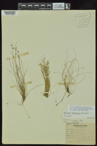 Isolepis carinata image