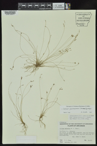 Isolepis pseudosetacea image